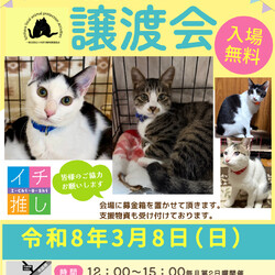 くみまち保護ねこ譲渡会