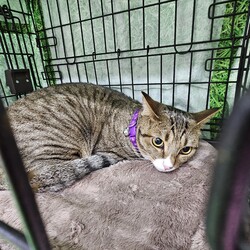 保護猫の譲渡会（横浜市旭区） サムネイル3