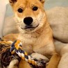 しじみ目の三郎 サムネイル4