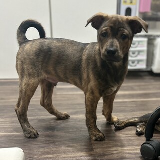 保健所収容の母犬から生まれた琉球ミックス