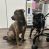 保健所収容の母犬から生まれた琉球ミックス サムネイル2