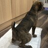 保健所収容の母犬から生まれた琉球ミックス サムネイル3