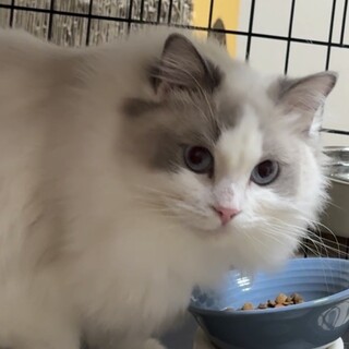 甘えん坊のかわいい子