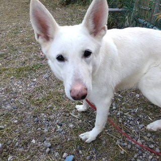 綺麗な純白の女の子「イヴ」