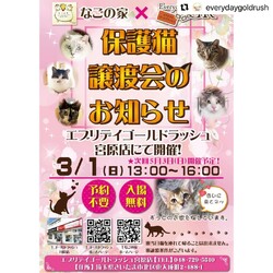 なごの家保護猫譲渡会inエブリデイゴールドラッシュ宮原店