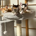生後2ヶ月　元気な子猫たち