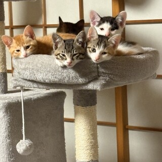生後2ヶ月　元気な子猫たち
