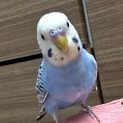 セキセイインコ　引き取り手見つかりました！