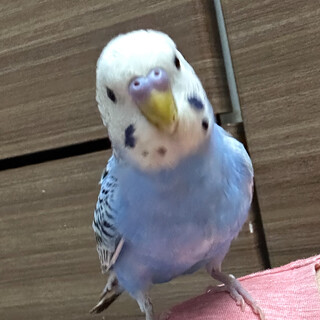 セキセイインコ　引き取り手見つかりました！