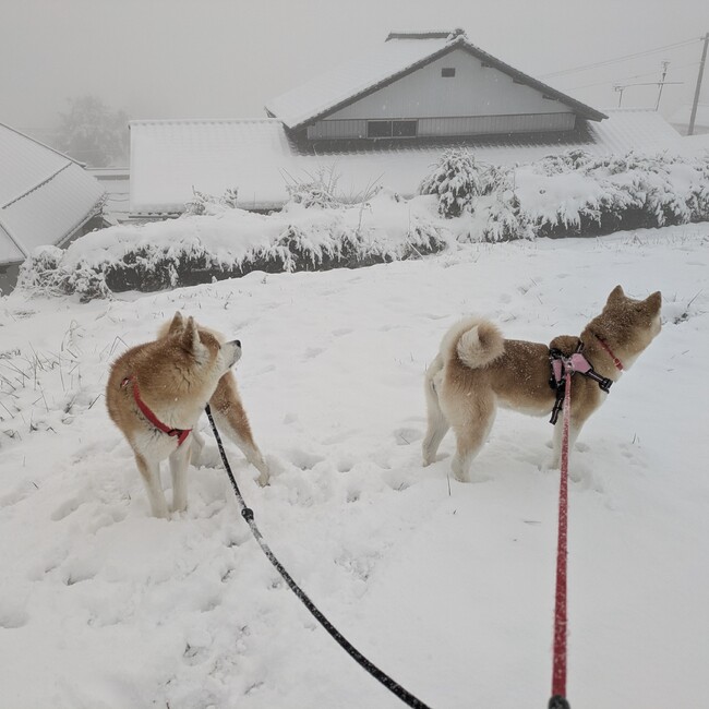 CTムツのカバー写真