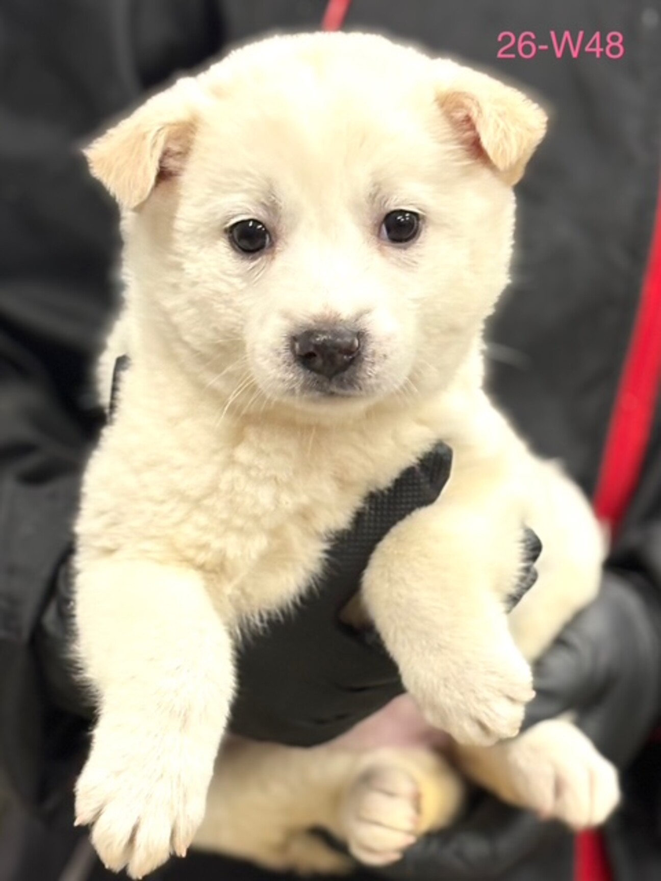 26-W48 可愛過ぎる」滋賀県 - 犬の里親募集(536628) 1枚目の画像