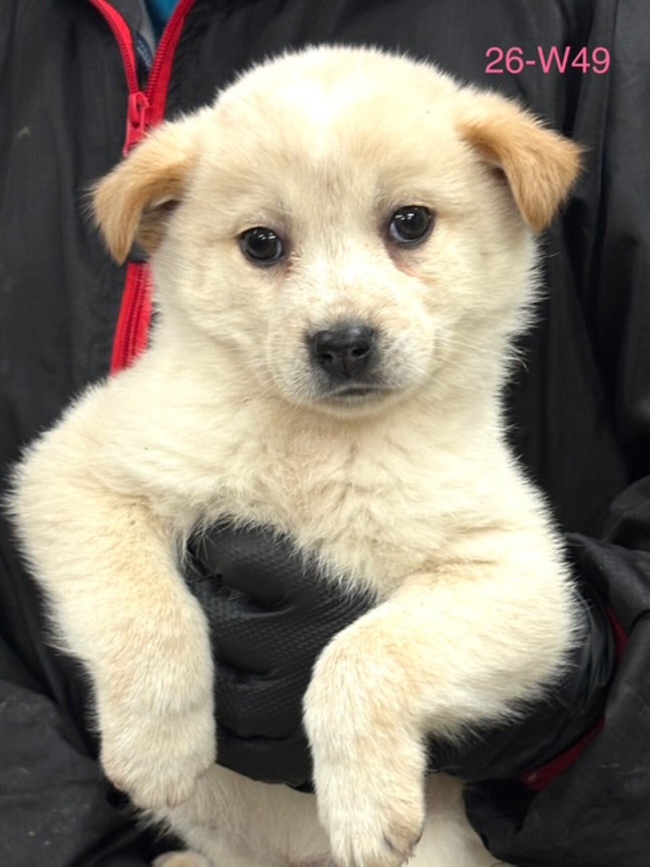 26-W48 可愛過ぎる」滋賀県 - 犬の里親募集(536629) 1枚目の画像