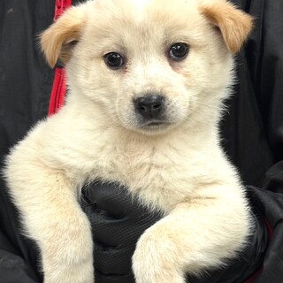 26-W48 可愛過ぎる仔犬ちゃん♪