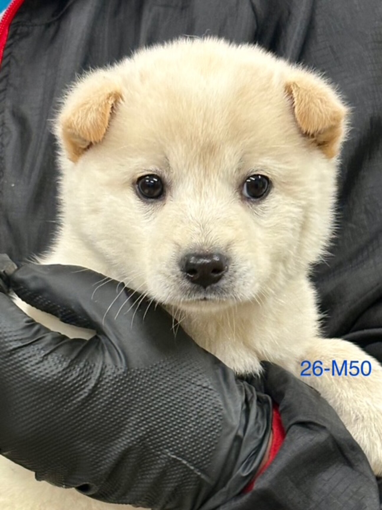 26-M50 可愛い3兄」滋賀県 - 犬の里親募集(536630) :: ペットの