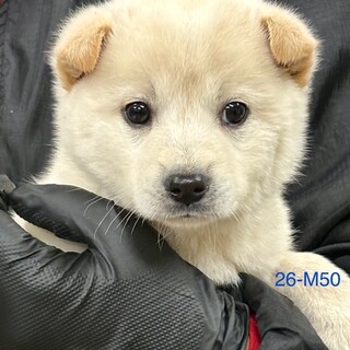 26-M50　可愛い３兄妹仔犬ちゃん♪