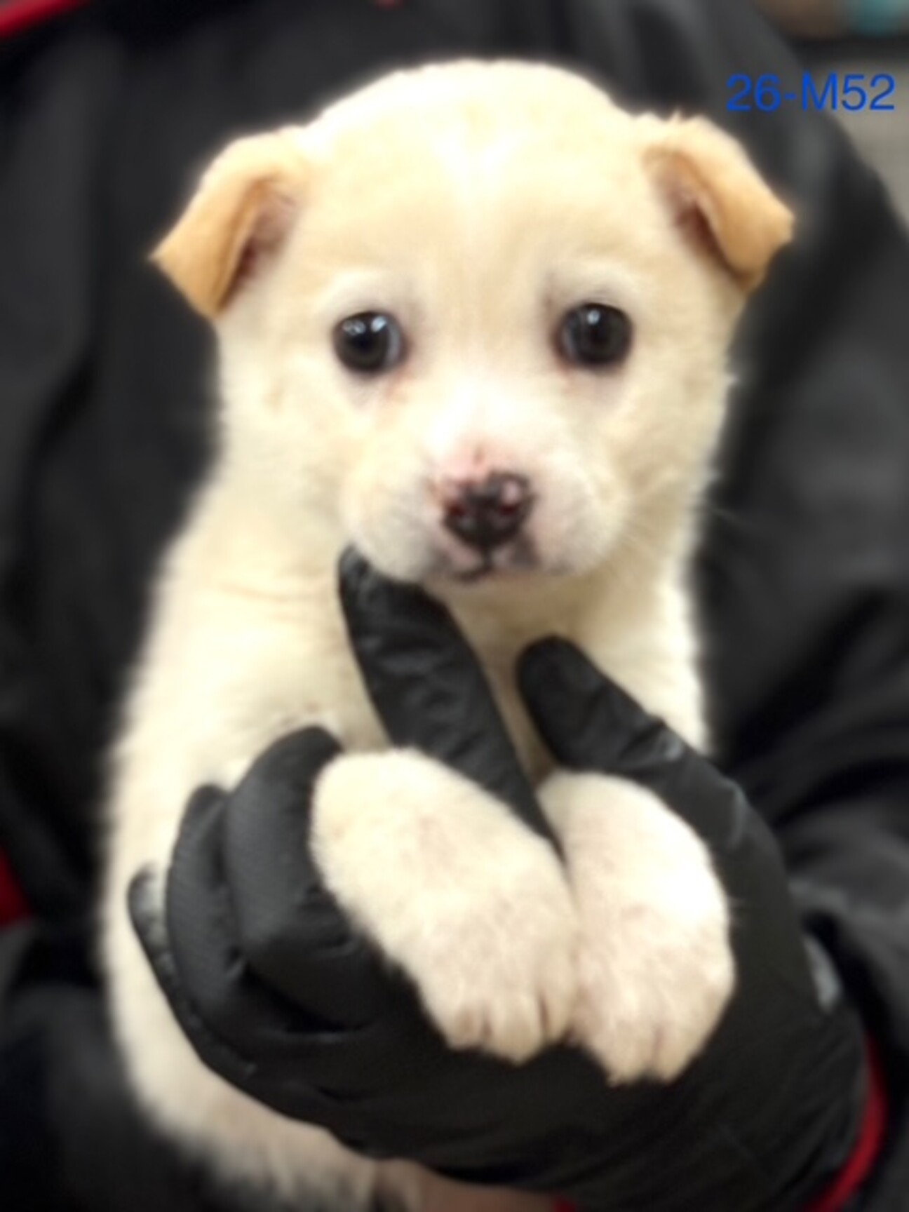 26-M52 大変利口な」滋賀県 - 犬の里親募集(536633) 1枚目の画像