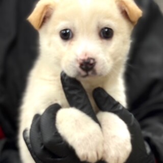 26-M52　大変利口な子です。