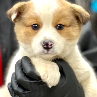 26-W53　コロコロ可愛い仔犬ちゃん♪