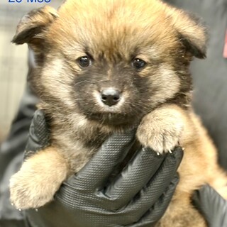 26-M55　ちっちゃな仔犬ちゃん！！