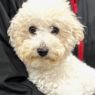 26-W8再募集：ビション一歳女子！！