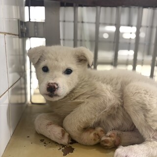 まだ幼い子犬　収容期限3月5日朝まで