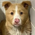 まだ幼い子犬　収容期限3月5日朝まで