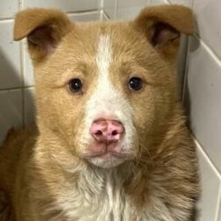 まだ幼い子犬　収容期限3月5日朝まで