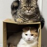 の写真