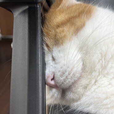 これでも爆睡中