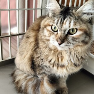 ふわふわの女の子