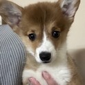 コーギーの訳あり　女の子