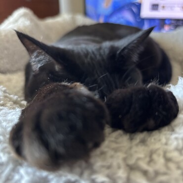 手を出して寝るのがかわいい