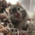 ベビハムちゃん産まれました！