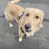 1歳女の子ゴールデン サムネイル3