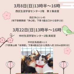 Love_Cats保護猫譲渡会3/22　名古屋市中村区 サムネイル1
