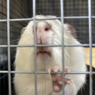 アルビノモルモット