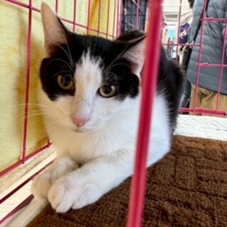 ハチワレ3兄弟イケメンなグリくん