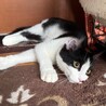 ハチワレ3兄弟イケメンなグリくん サムネイル2