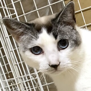 【1/25東日本橋】穏やかな甘えん坊♡マキハチくん