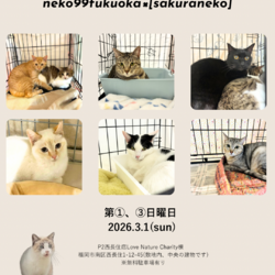 ねこの譲渡会2026.3.1 sun