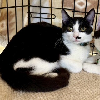 ハチワレ3兄弟甘えん坊のグラくん