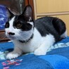 ハチワレ3兄弟甘えん坊のグラくん サムネイル2