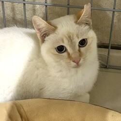 「ねこの譲渡会2026.3.1 sun」サムネイル2