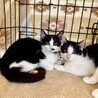 ハチワレ3兄弟甘えん坊のグラくん サムネイル3