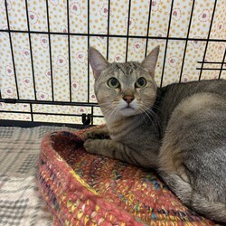 「ねこの譲渡会2026.3.1 sun」サムネイル3