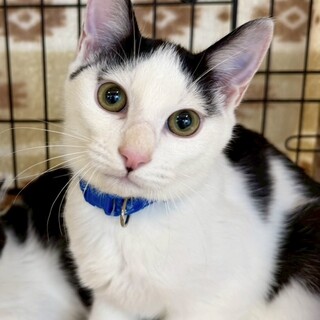 ハチワレ3兄弟甘えん坊のアオくん