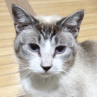 【3/1東日本橋】美しいブルーアイ♡マキエムくん