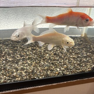 錦鯉とダルマ琉金の里親募集