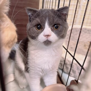 雑種のやんちゃなオス猫です