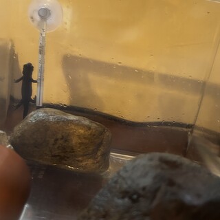 アカハライモリ　可愛い子どもイモリもいます！